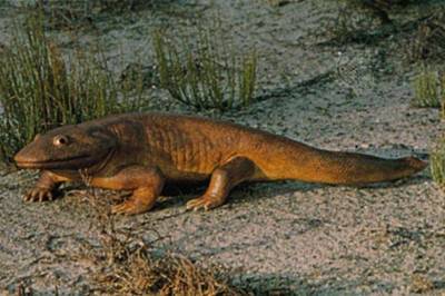 魚(yú)排長(zhǎng)什么樣子？附高清圖片解析