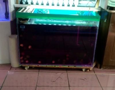 高錳酸鉀給魚缸消毒用量（關于高錳酸鉀給魚缸消毒用量的具體信息）