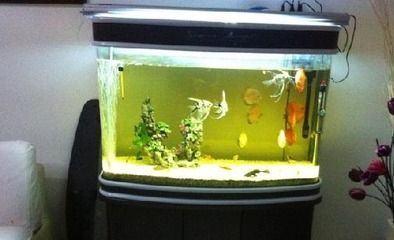 桌上的小魚缸最佳擺放位置，如何判斷辦公室的吉位魚缸擺放避免煞位的技巧