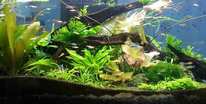 桌上的小魚缸最佳擺放位置，如何判斷辦公室的吉位魚缸擺放避免煞位的技巧