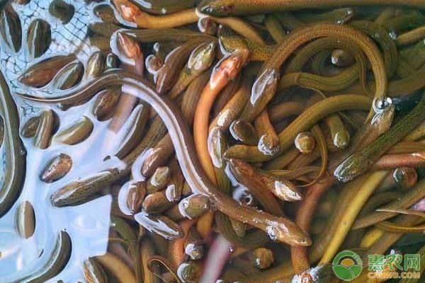 鱔魚缸養的方法：鱔魚在魚缸中的飼養方法