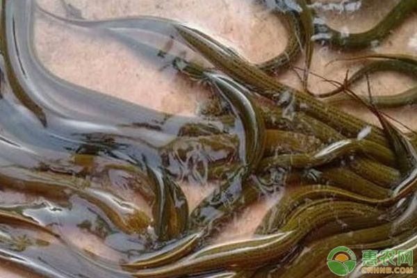 鱔魚缸養的方法：鱔魚在魚缸中的飼養方法