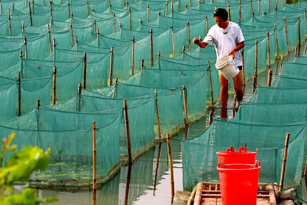 鱔魚缸養的方法：鱔魚在魚缸中的飼養方法