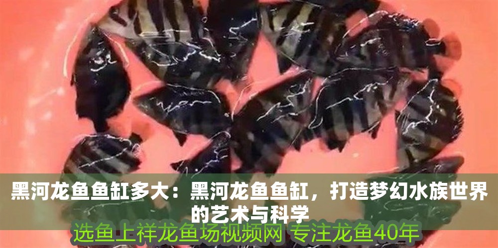 黑河龍魚魚缸多大：黑河龍魚魚缸，打造夢(mèng)幻水族世界的藝術(shù)與科學(xué)
