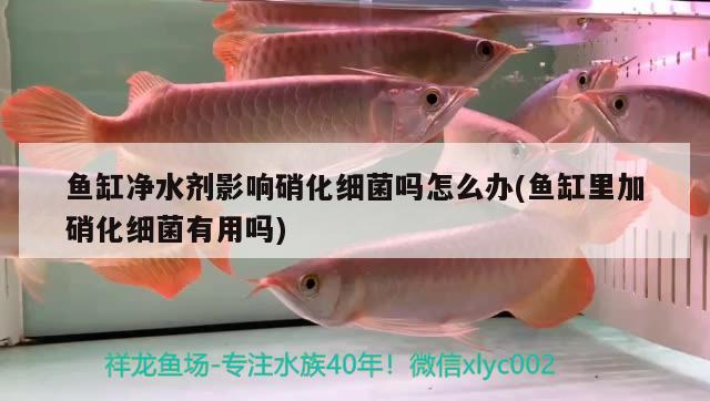廈門市思明區琳西旺水族店