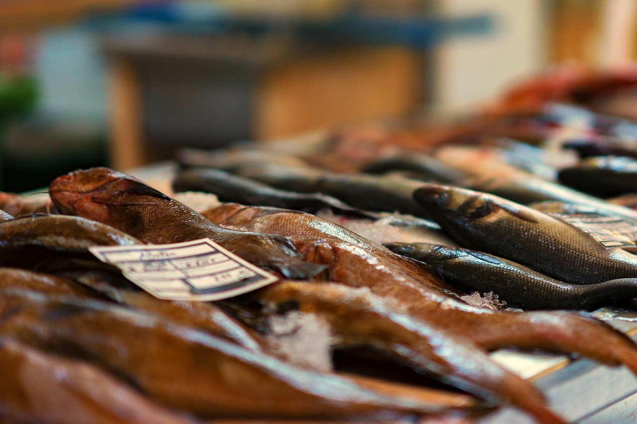 故城聚魚坊觀賞魚店（故城聚魚坊觀賞魚店電話）