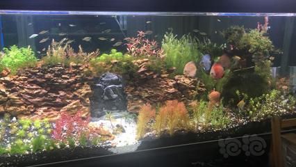 龍魚缸改草缸：將傳統的龍魚缸改造成草缸的可能性與實踐