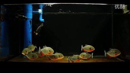 黑魚養在魚缸里不動是怎么回事？：黑魚養在魚缸里不動可能有多種原因
