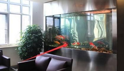 黑魚養在魚缸里不動是怎么回事？：黑魚養在魚缸里不動可能有多種原因