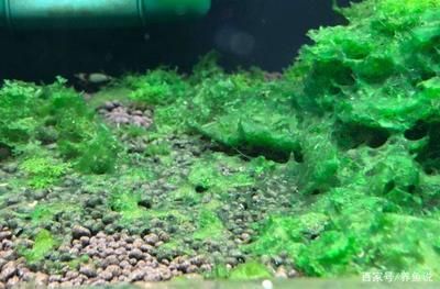 魚缸里面長綠藻怎么樣處理干凈（魚缸里長綠藻怎么處理干凈魚缸里長綠藻怎么處理干凈）