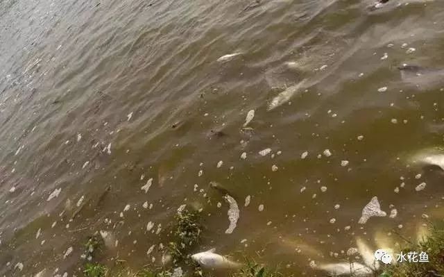 魚缸寵物蝦死亡原因：寵物蝦的死亡可能由多種因素引起