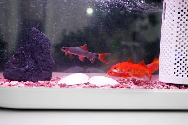 畫法幾何魚缸說明書：關于畫法幾何魚缸的說明書