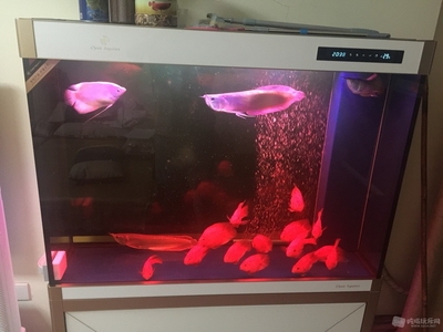 紅龍魚(yú)的功效作用與主治禁忌（紅龍魚(yú)的功效作用與主治禁忌是什么）