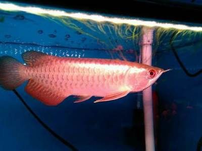龍魚30公分有多重啊【龍魚30公分和金龍魚30公分的體重有什么區別？】 龍魚30公分有多重啊【龍魚30公分和金龍魚30公分的體重有什么區別？】 龍魚百科 第2張
