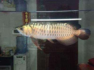 龍魚30公分有多重啊【龍魚30公分和金龍魚30公分的體重有什么區別？】 龍魚30公分有多重啊【龍魚30公分和金龍魚30公分的體重有什么區別？】 龍魚百科 第3張
