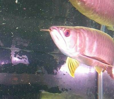 龍魚30公分有多重啊【龍魚30公分和金龍魚30公分的體重有什么區別？】 龍魚30公分有多重啊【龍魚30公分和金龍魚30公分的體重有什么區別？】 龍魚百科 第1張