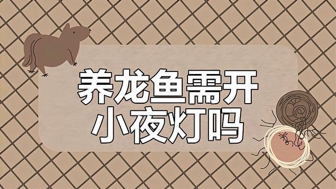 龍魚夜晚需要開燈嗎為什么