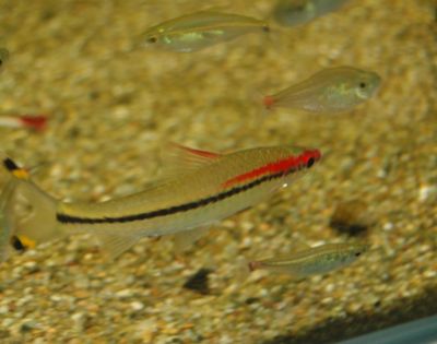 金龍魚可以和神仙魚混養(yǎng)嗎，：金龍魚可以和神仙魚混養(yǎng)嗎金龍魚可以和神仙魚混養(yǎng)嗎