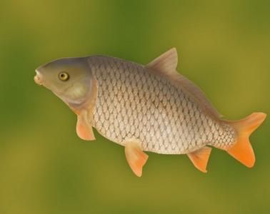 龍魚為什么老是張嘴喘氣：龍魚為什么老是張嘴喘氣呢？