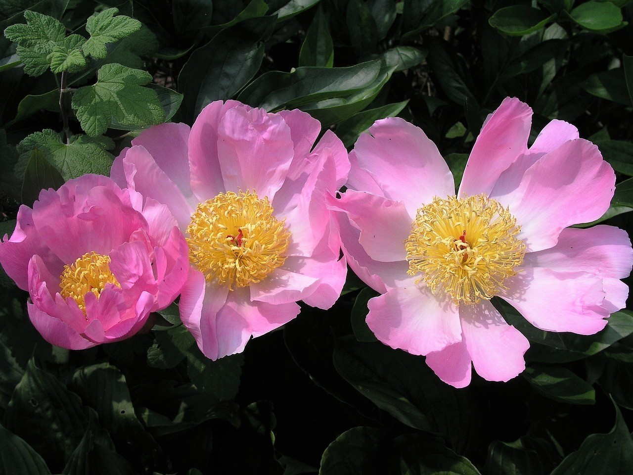 項城市子木花卉有限公司（項城市子木花卉有限公司招聘）