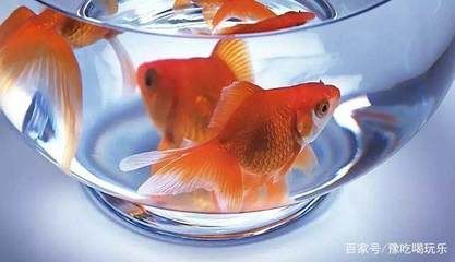 世界魚缸品牌十大排名：世界魚缸品牌十大品牌榜單仟湖品牌歷史與發(fā)展