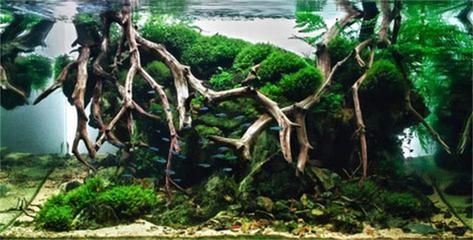 魚缸水質管理全攻略除了欖仁葉之外，魚缸水質管理攻略：欖仁葉在魚缸中的應用