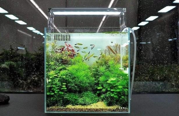 養小魚怎么布置魚缸最漂亮：養小魚的魚缸布置