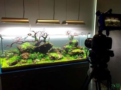 魚缸造景的技巧和技巧：養魚魚缸造景的建議和技巧分享魚缸造景技巧和技巧分享