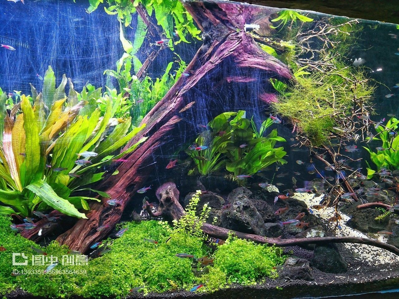 魚缸造景的技巧和技巧：養魚魚缸造景的建議和技巧分享魚缸造景技巧和技巧分享
