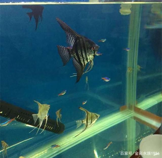 神仙魚和龍魚能混養嗎：埃及神仙魚和龍魚混養嗎， 神仙魚和龍魚能混養嗎：埃及神仙魚和龍魚混養嗎， 龍魚百科 第1張