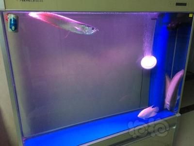 龍魚水質怎么檢測好壞：如何通過觀察和實驗方法，評估水族箱中的水質狀態
