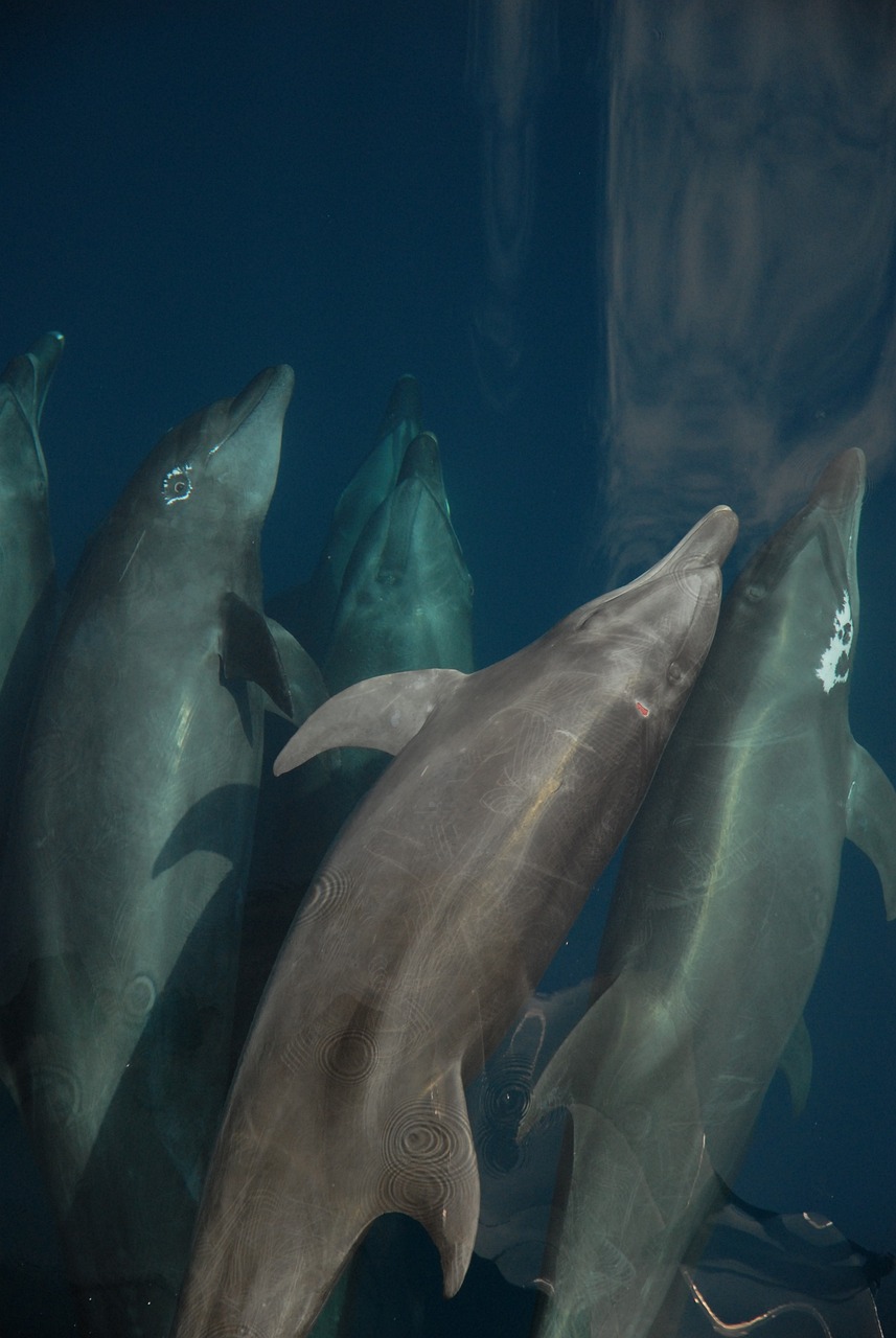 三原水之森水族館 （三原水之森水族館地址）