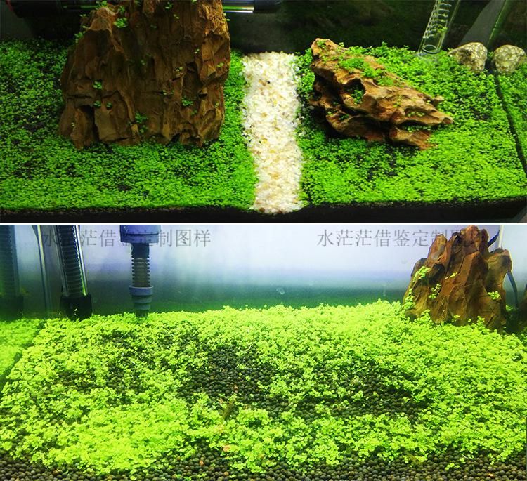 觀賞魚缸水草種子的制作秘籍：觀賞魚缸水草的養(yǎng)護技巧