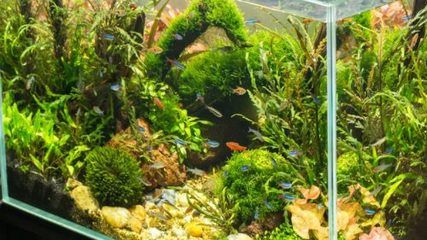 觀賞魚缸水草種子的制作秘籍：觀賞魚缸水草的養(yǎng)護技巧