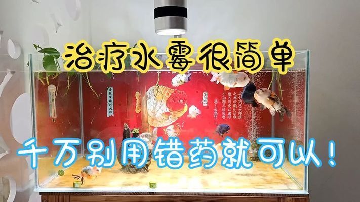 觀賞魚水霉病的自然療法：觀賞魚水霉病怎么治療