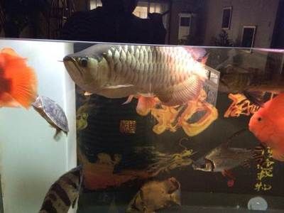 掉眼的龍魚能否放入大塑料桶里養：掉眼的龍魚能不能放入大塑料桶里養？ 掉眼的龍魚能否放入大塑料桶里養：掉眼的龍魚能不能放入大塑料桶里養？ 龍魚百科 第1張