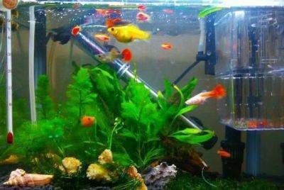 魚缸更改下過濾：魚缸更換下過濾的詳細(xì)步驟