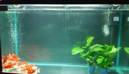 魚(yú)缸dh：dh魚(yú)缸價(jià)格對(duì)比分析dh魚(yú)缸價(jià)格對(duì)比