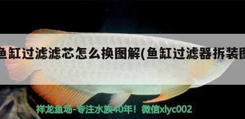魚缸濾芯怎么安裝：魚缸濾芯怎么安裝詳情