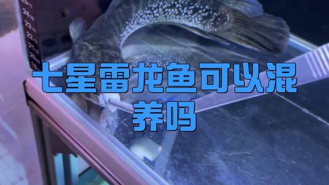 七星雷龍魚可以混養嗎