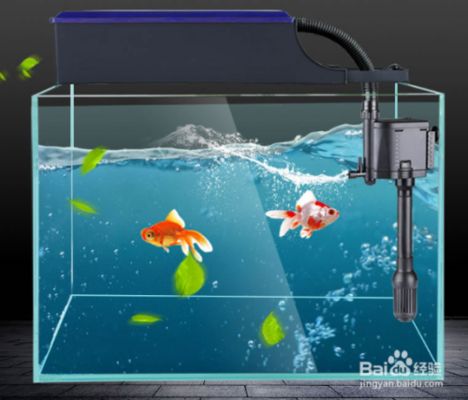 魚缸的魚好養嗎，如何維護魚缸水質小型魚缸適合養什么魚