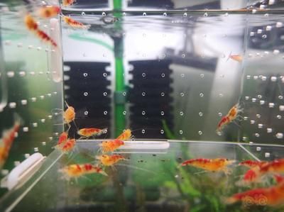 黃金龍魚怎么養殖（養殖黃金龍魚的注意事項）