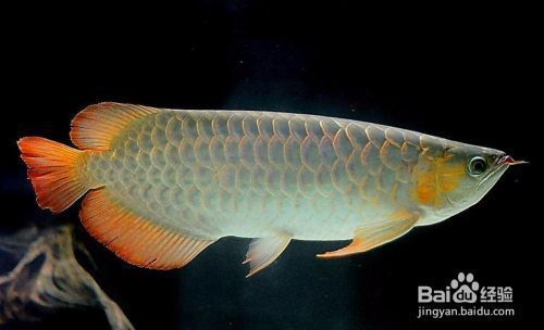 龍魚區別（龍魚是一種受歡迎的觀賞魚，它們在外觀上具有顯著的區別）