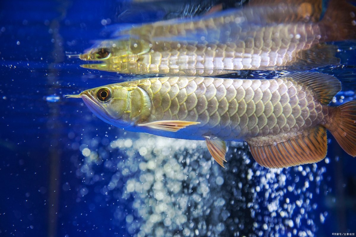 龍魚需要24小時光照嗎？