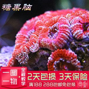 靜風聽海魚缸圖片欣賞：靜風聽海玲瓏缸生態魚缸