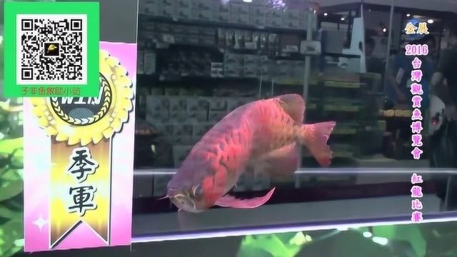 紅龍魚冠軍視頻，紅龍魚冠軍視頻展示了一種觀賞魚其特點是鮮艷的紅色鱗片和強壯的身體
