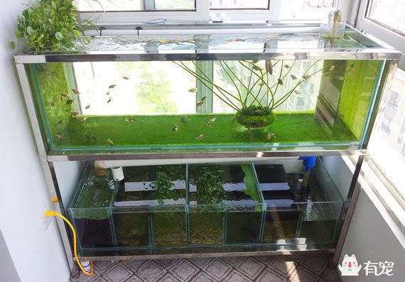 底濾魚缸過濾系統是一種實用且高效的魚缸過濾系統：底濾魚缸與生態缸的區別 底濾魚缸過濾系統是一種實用且高效的魚缸過濾系統：底濾魚缸與生態缸的區別 魚缸百科 第1張