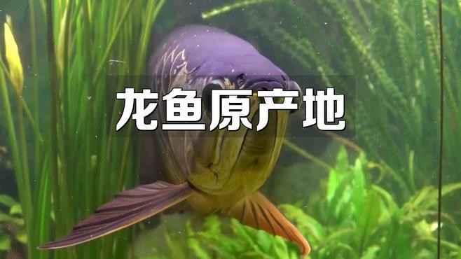 龍魚原產地有哪些瀕危物種？