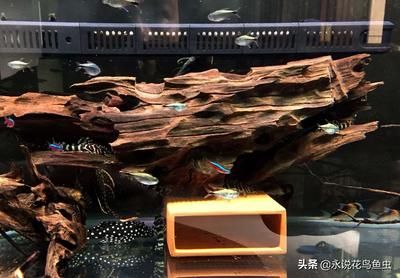 藍鉆魚缸