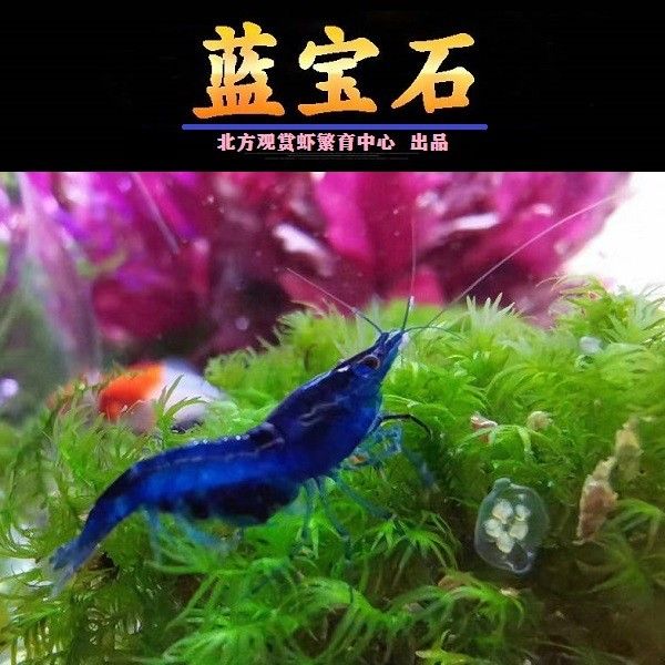 藍鉆魚缸